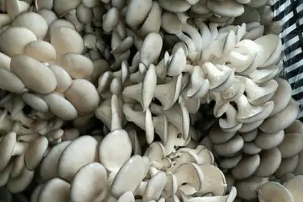 适合秋冬季接种的平菇类型,附种植方法