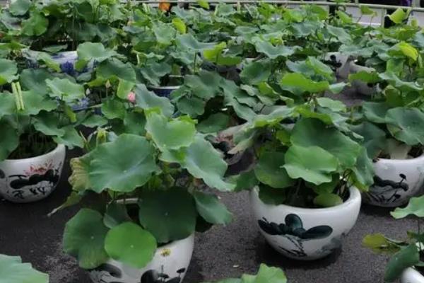 盆栽荷花如何越冬，附种植方法