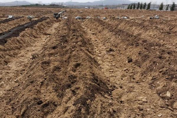 蓝莓喜欢酸性还是碱性土壤,附蓝莓的种植方法