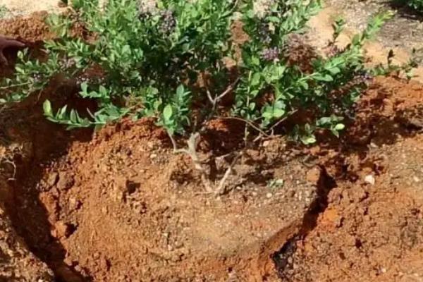 蓝莓喜欢酸性还是碱性土壤,附蓝莓的种植方法