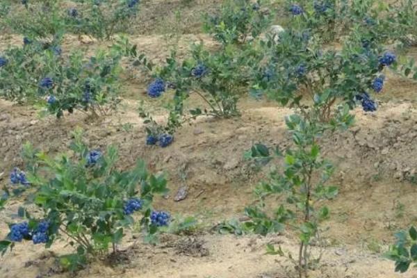 蓝莓喜欢酸性还是碱性土壤,附蓝莓的种植方法