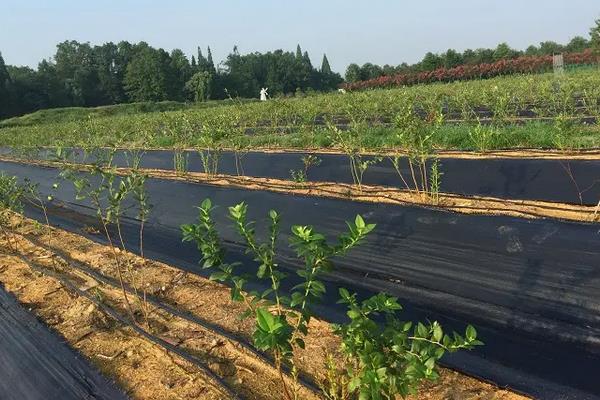 蓝莓喜欢酸性还是碱性土壤,附蓝莓的种植方法