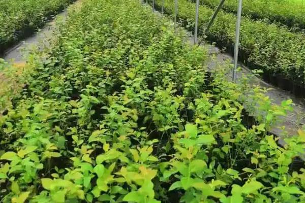 蓝莓喜欢酸性还是碱性土壤,附蓝莓的种植方法