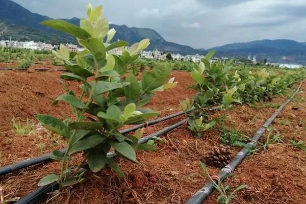 蓝莓喜欢酸性还是碱性土壤,附蓝莓的种植方法