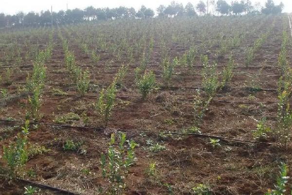 蓝莓喜欢酸性还是碱性土壤,附蓝莓的种植方法