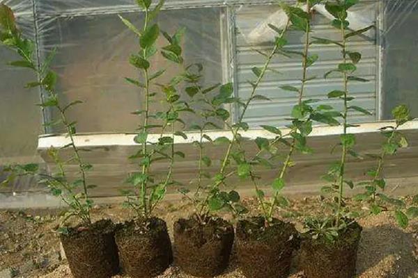 蓝莓喜欢酸性还是碱性土壤,附蓝莓的种植方法