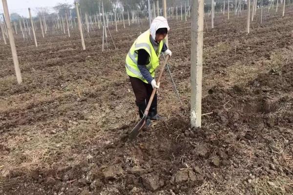蓝莓露天种植可以吗,附种植方法