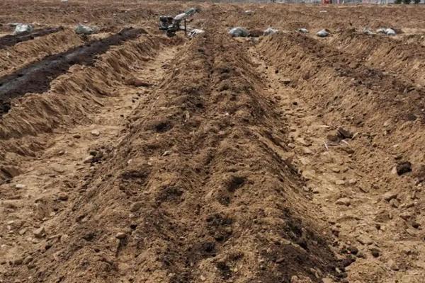 蓝莓适宜生长的土壤环境PH值,附种植方法