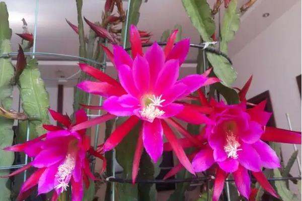 令箭荷花怎么养才开花，荷花的种类