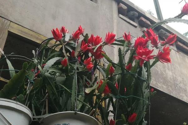 令箭荷花怎么养才开花，荷花的种类