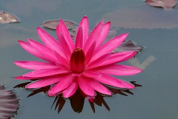 令箭荷花怎么养才开花，荷花的种类