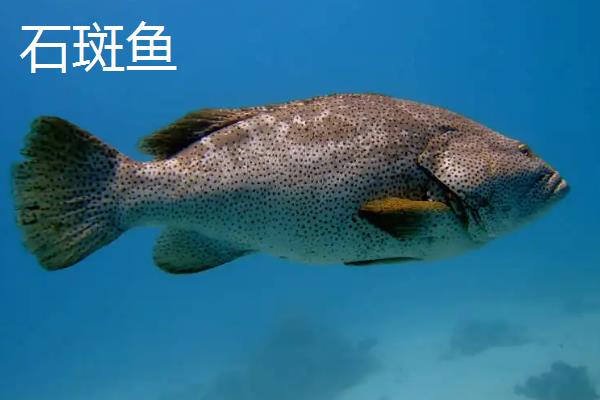 石斑鱼跟清道夫的区别