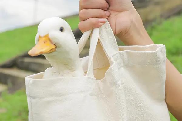 柯尔鸭产地,柯尔鸭和普通鸭子的区别