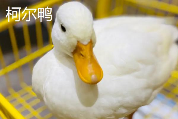 柯尔鸭产地,柯尔鸭和普通鸭子的区别