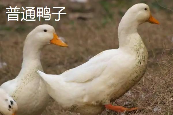 柯尔鸭产地,柯尔鸭和普通鸭子的区别