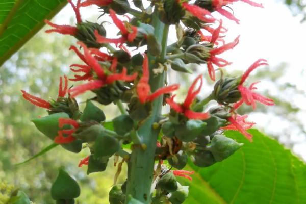 为什么不大规模种蓖麻,国家允许种蓖麻吗