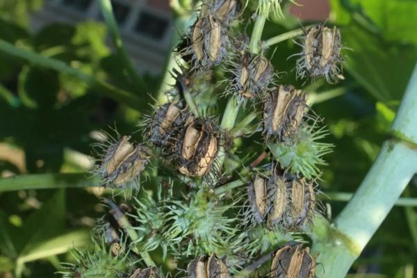 为什么不大规模种蓖麻,国家允许种蓖麻吗