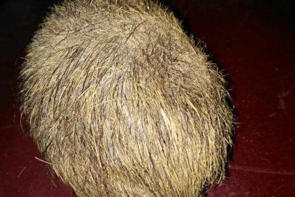 猪砂是什么,猪的脚印像什么