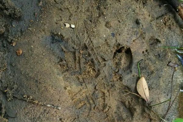 猪砂是什么,猪的脚印像什么