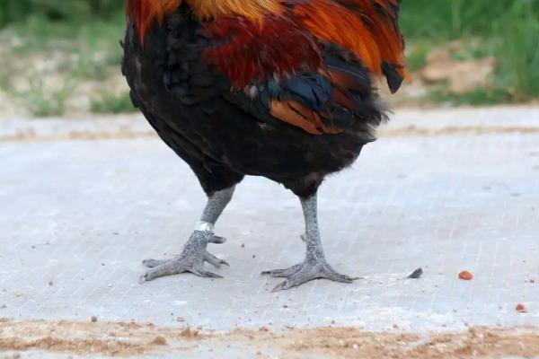 公鸡脚上的长刺是什么,公鸡脚上的蹬是什么