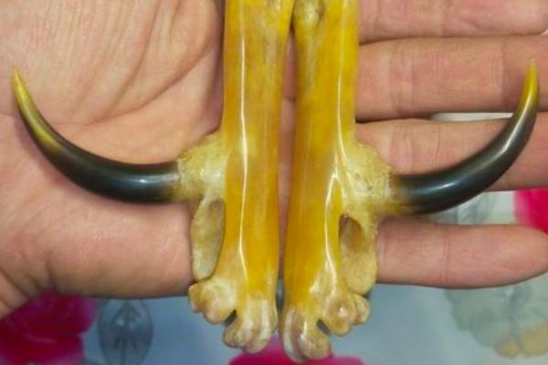 公鸡脚上的长刺是什么,公鸡脚上的蹬是什么