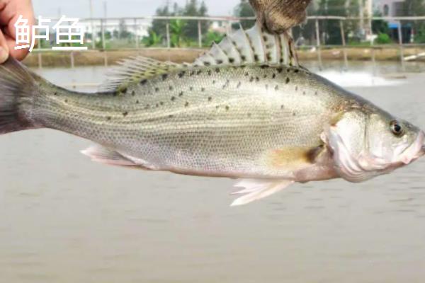石斑鱼与鲈鱼区别