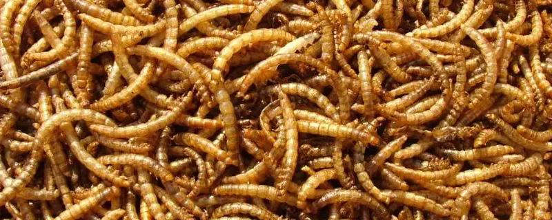 养殖蛋白虫的风险在哪里，蛋白虫是黄粉虫吗