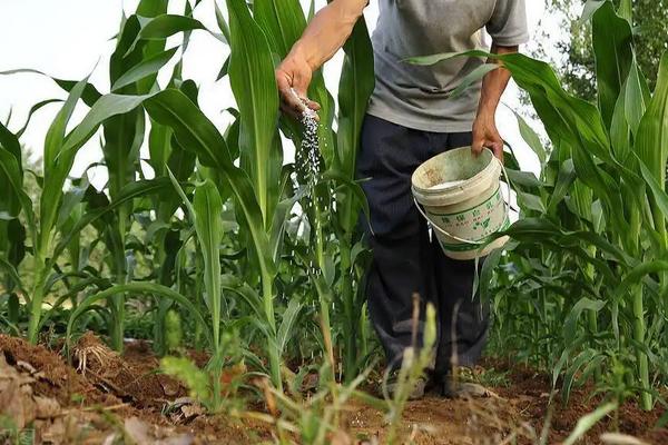 玉米种植的六个步骤