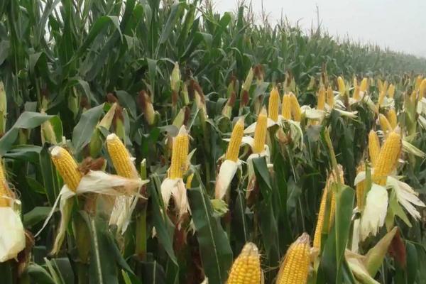 玉米最晚种植时间,附玉米种植方法
