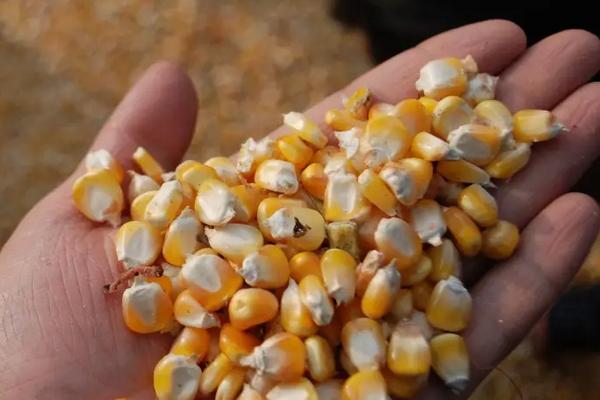 玉米种植的六个步骤