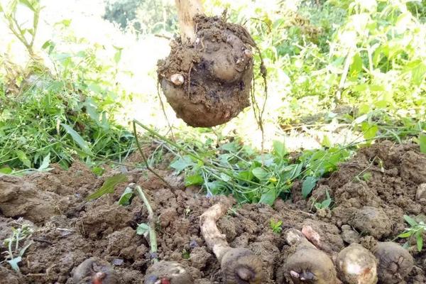 魔芋一亩地能产多少斤,附种植方法