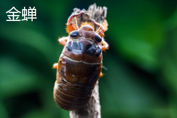 金蝉和青蛙有什么区别