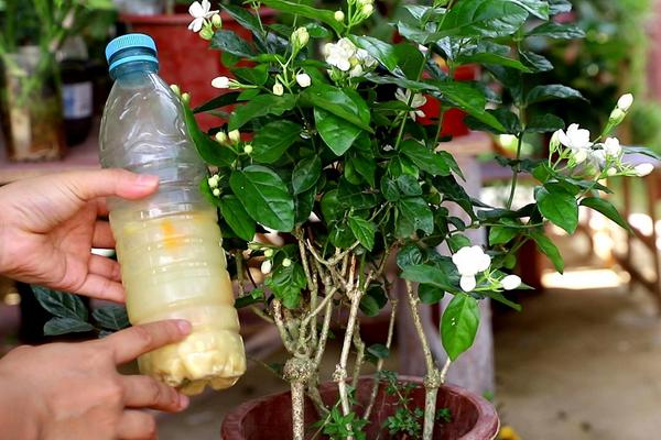 黄豆发酵多长时间可以浇花,黄豆发酵做肥料步骤