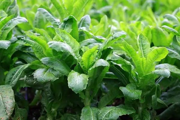 莴笋施什么肥长得粗壮,附莴笋的种植方法