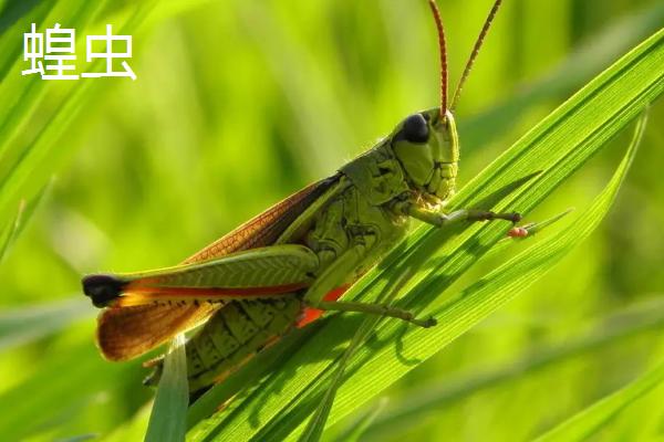 蝗虫跟螳螂的区别