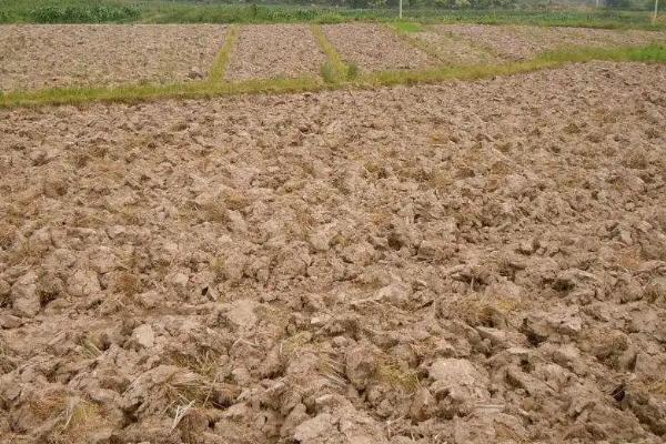 玉米一年可以种几次,附种植方法