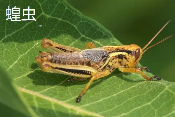 抓来的蚂蚱怎么养,蛐蛐、蝈蝈、蚂蚱、蚱蜢、蝗虫到底怎么区别