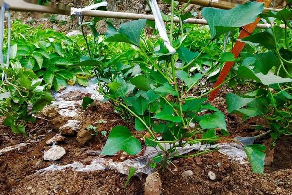 广东红薯种植时间，种植方法