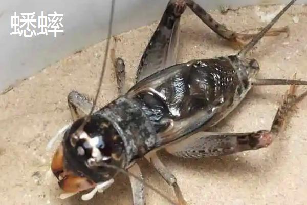 抓来的蚂蚱怎么养,蛐蛐、蝈蝈、蚂蚱、蚱蜢、蝗虫到底怎么区别