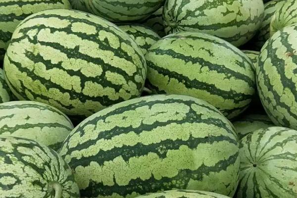 金城5号西瓜的特点，附种植技术