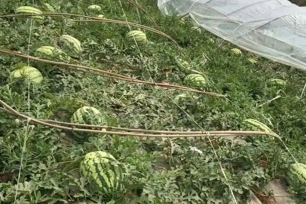 金城5号西瓜的特点，附种植技术