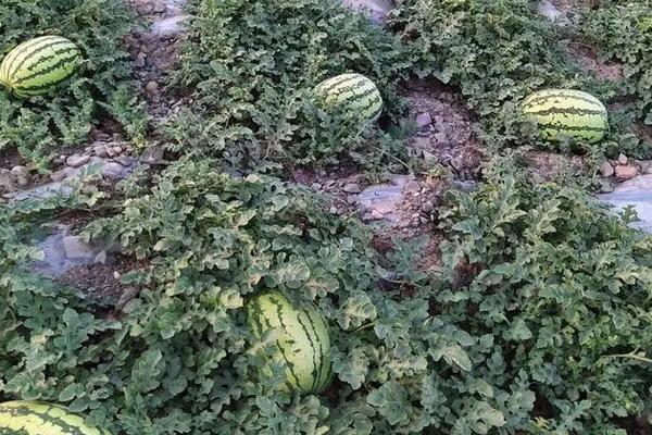 金城5号西瓜的特点，附种植技术