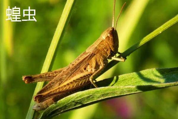 蝗虫飞行器官及所在身体部位分别是