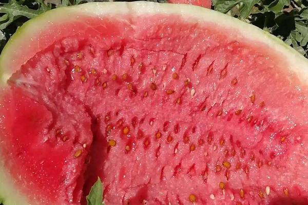 金城5号西瓜的特点，附种植技术