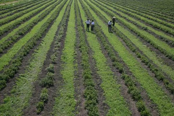 蓝莓亩产量一般多少斤左右,附种植方法
