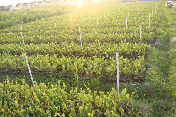 蓝莓亩产量一般多少斤左右,附种植方法