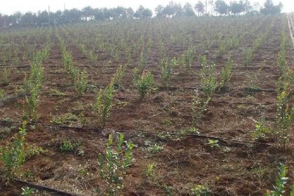 蓝莓亩产量一般多少斤左右,附种植方法