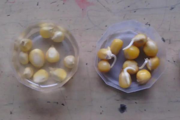 玉米一年可以种几次,附种植方法