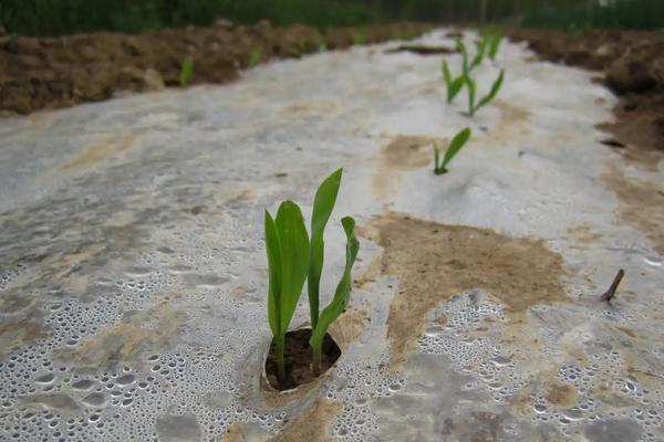 玉米种子泡多长时间，玉米种子怎么种步骤