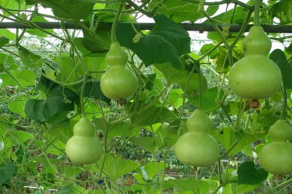 葫芦常见病虫害及其防治，葫芦的生长周期是多少天